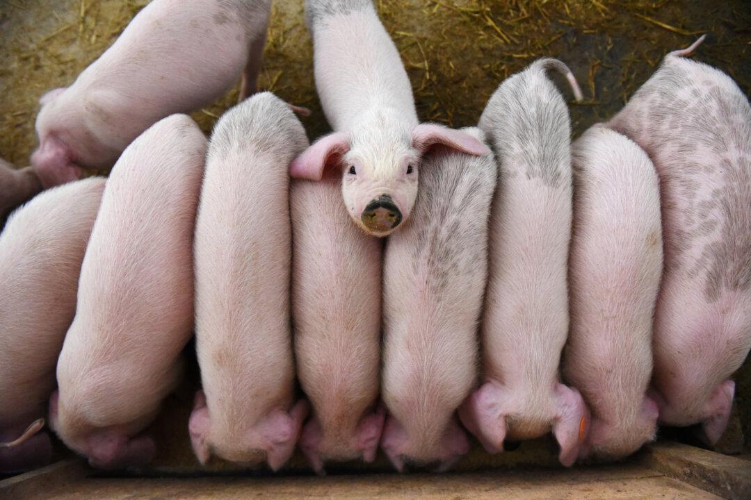 China Big Pig Farms to Work With Small Ones in $7 Billion Plan to Boost Hog Output