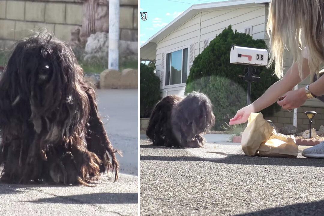 Scared, Matted Homeless Dog Avoids Humans for 2 Years–Until a Group of Strangers Win Her Trust