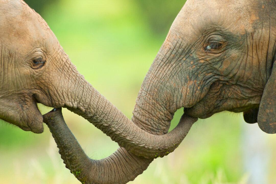 Crippled Circus Elephants Separated for 22 Years, Then Camera Captures Emotional Reunion