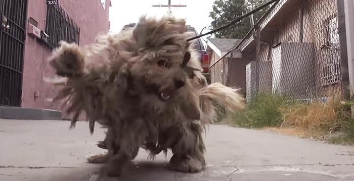 Stray Dog With 3lb Matted Fur Gets Life-Changing Makeover and Forever Home After Rescue