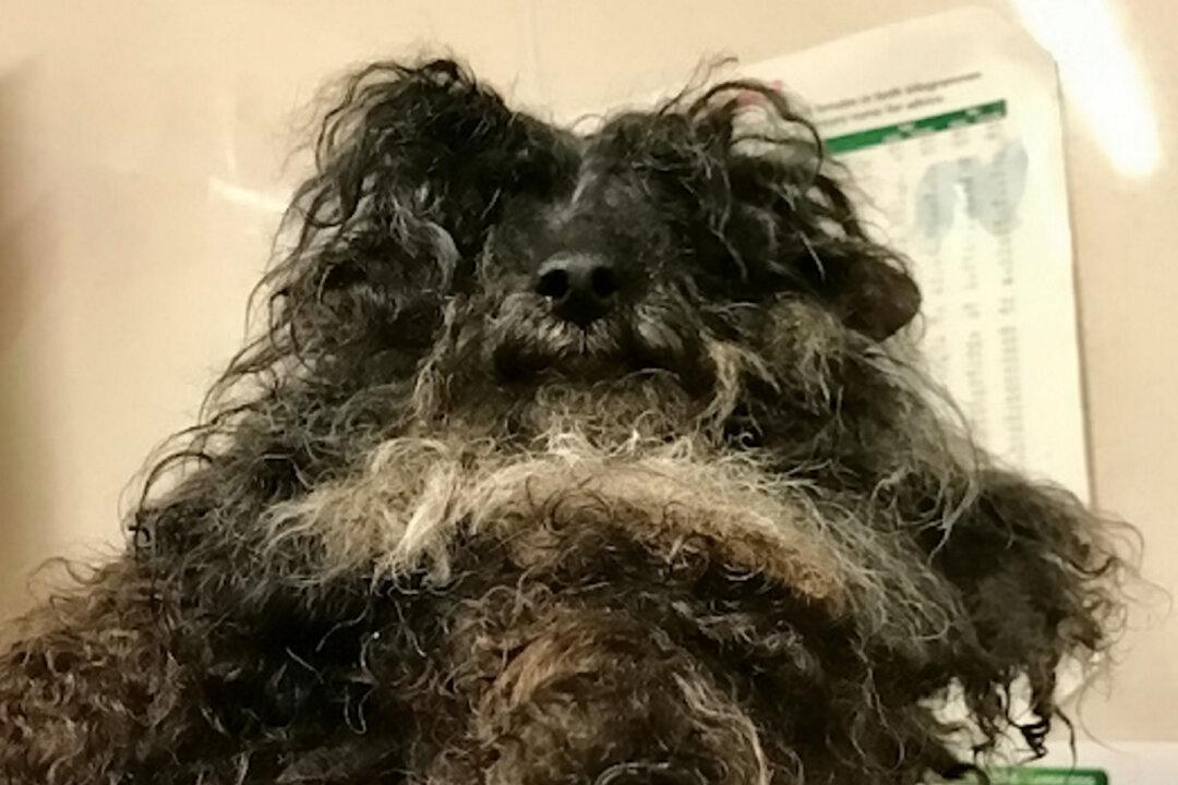Rescue Staff Shave Matted Hair Off Neglected Dog’s Face So it Can Open Mouth to Eat