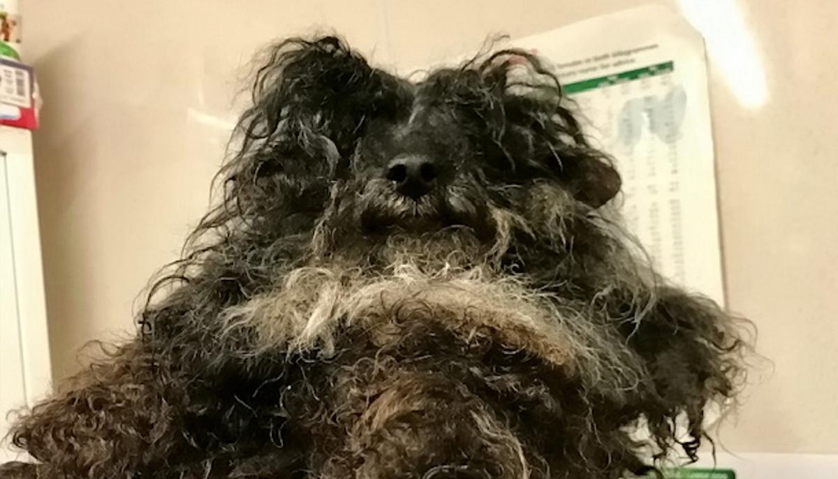 Rescue Staff Shave Matted Hair Off Neglected Dog’s Face So it Can Open Mouth to Eat