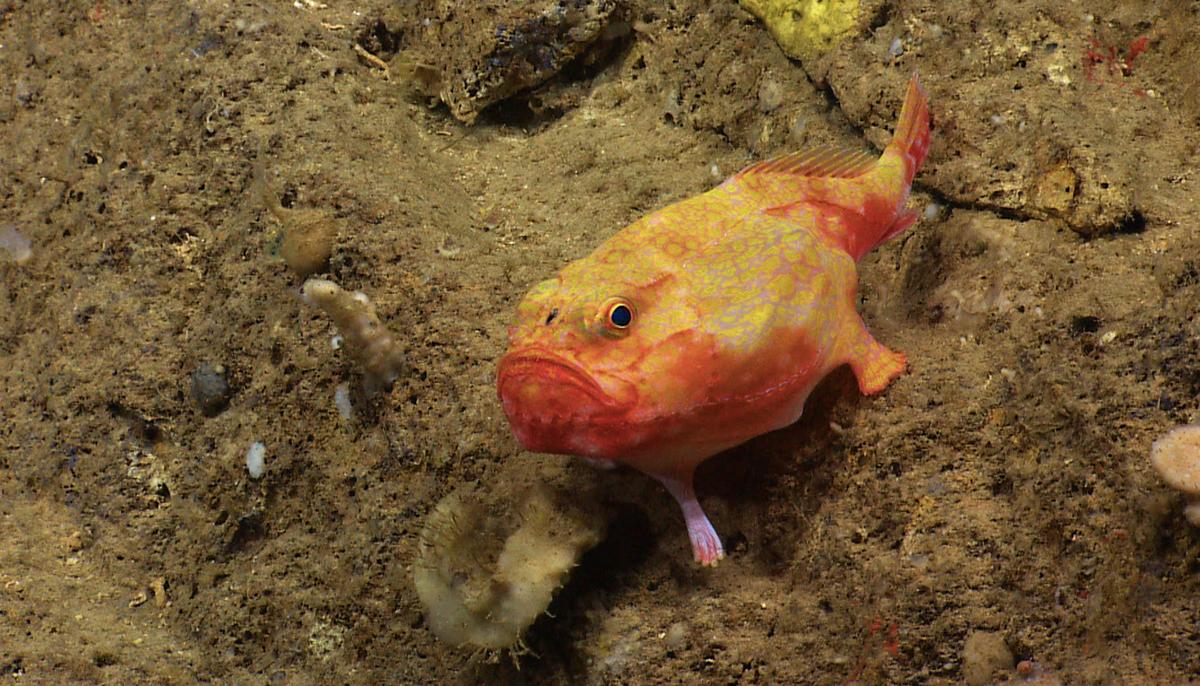 Extraordinary Deep-sea Footage Captures Fish With ‘Feet’ Walking Across the Ocean Floor