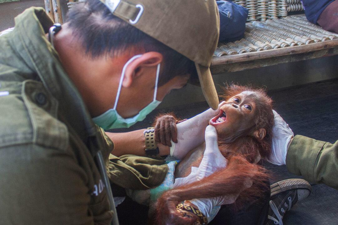 Baby Orangutan Separated From Its Mother Is Rescued in a Remote Village in Indonesia