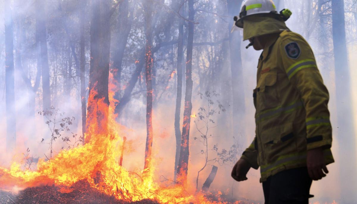 22-Year-Old Hunter Rescues 9 Koalas From Victoria Bushfires in Mallacoota