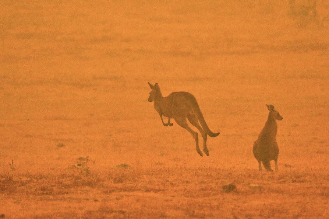 Australian Zookeepers Take a Stand as Deadly Wildfires Advance, Protect Hundreds of Animals in New South Wales