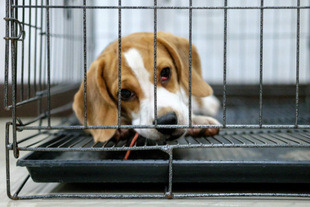 Photo of Beagle Saved From Euthanasia ‘Hugging’ Rescuer in the Car During ‘Freedom Ride’ Goes Viral