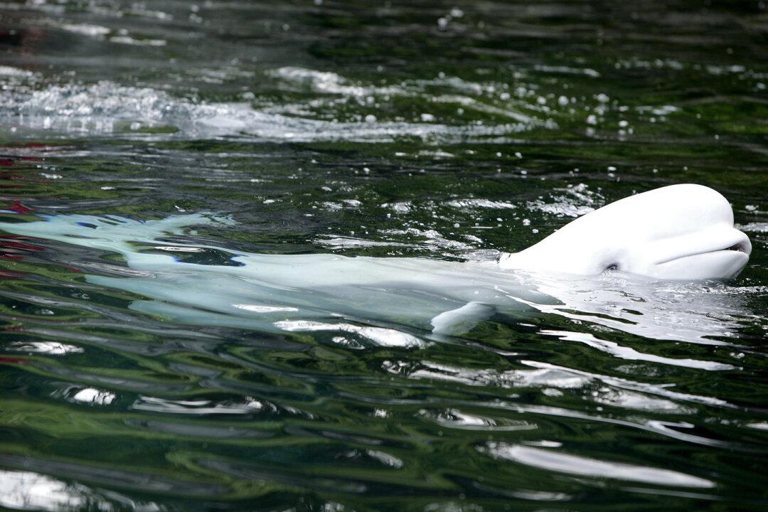 Incredible Footage Captures Beluga Whales Singing Back at Kayaker’s Song