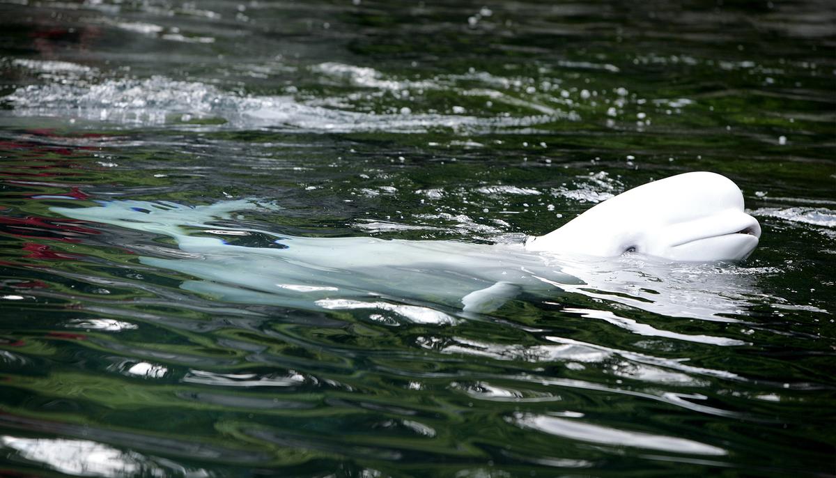 Incredible Footage Captures Beluga Whales Singing Back at Kayaker’s Song