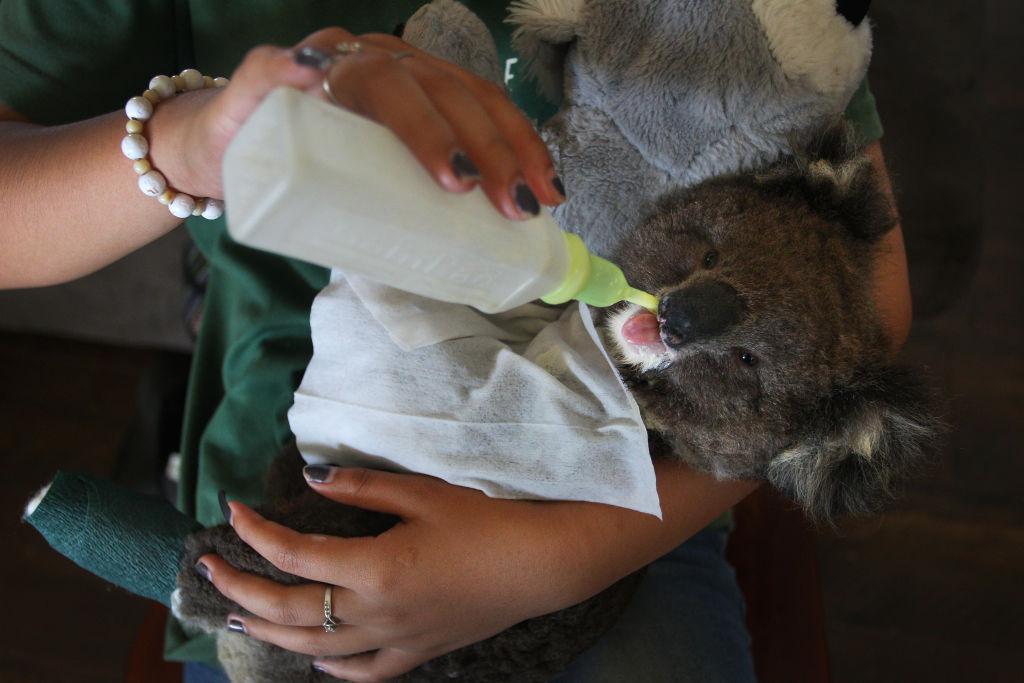 Wildlife Recovering on Kangaroo Island