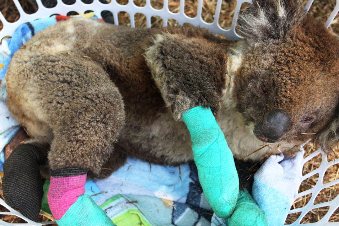 ‘Crocodile Hunter’s’ Son Robert Irwin Tearfully Highlights Plight of Koalas in Australia’s Bushfires