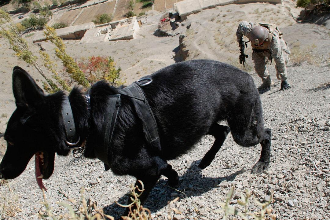 Retired Military Dogs in Need of Forever Homes–and Air Force Seeks Loving Owners to Adopt Them