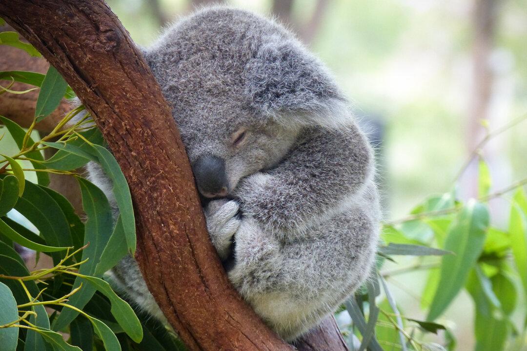 Australia State Sets Target for Zero Species Extinctions on National Threatened Species Day