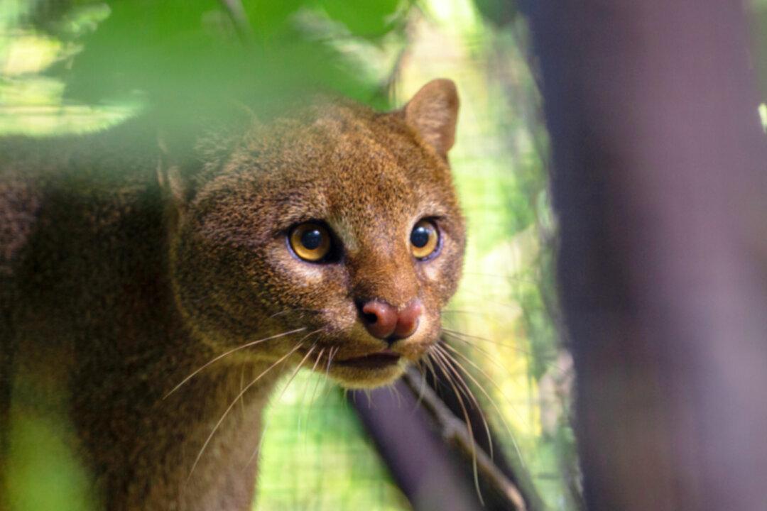 Woman Rescues and Adopts Stray ‘Kitten’ That Turns Out to Be a Wild Puma Jaguarundi