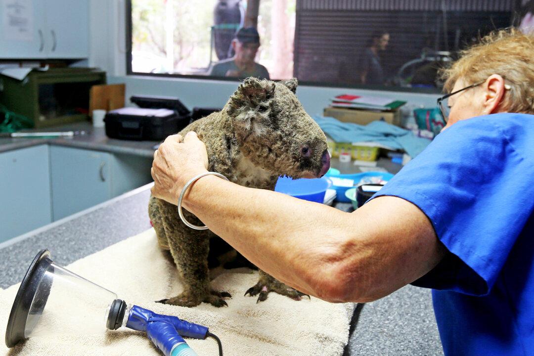‘Koala Rescue’: 2 Aussie Teens Fill Their Car with Burned Koalas and Drive Them to Get Medical Help