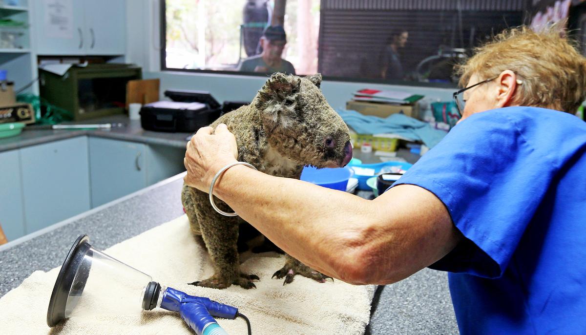 ‘Koala Rescue’: 2 Aussie Teens Fill Their Car with Burned Koalas and Drive Them to Get Medical Help