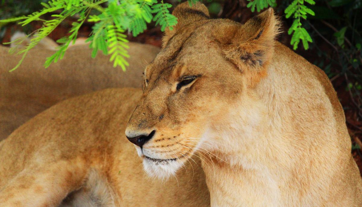 Lion-tiger ‘Liger’ Hybrid ‘Hercules’ Weighs 922lbs and Is the World’s Largest Cat, Guinness Says