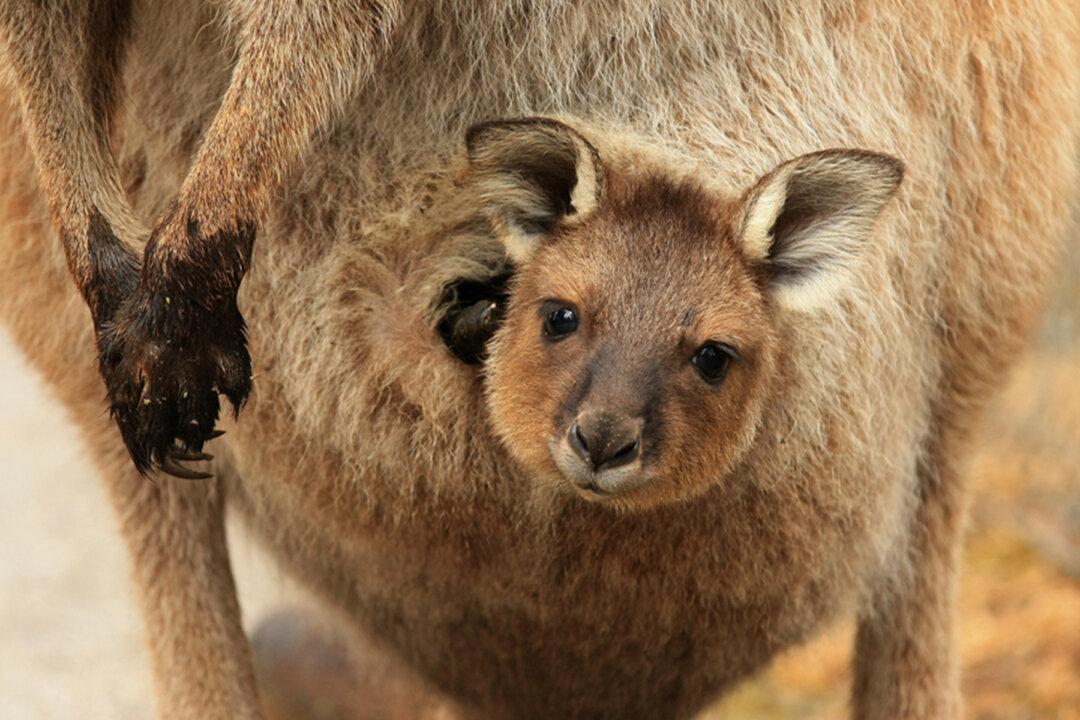 Video of Instagram Star Saving Baby Kangaroo Goes Viral, Helps Raise Money to Rescue Animals From Bushfires