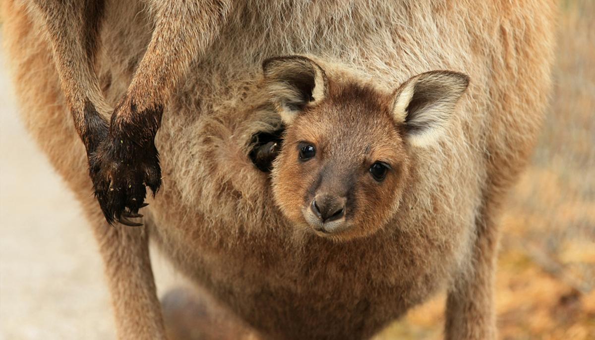 Video of Instagram Star Saving Baby Kangaroo Goes Viral, Helps Raise Money to Rescue Animals From Bushfires