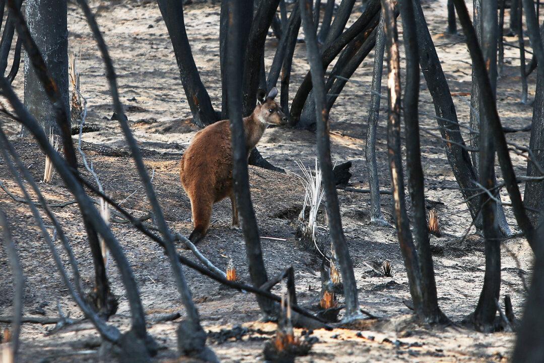 Photos Show Baby Trees Sprouting From the Ashes in Blacked Australian Forest After Bushfire Devastation