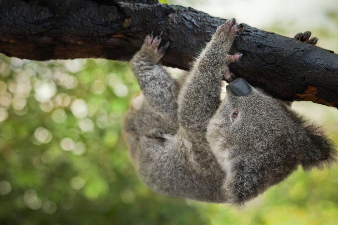 Dying Baby Koala With No Fur Abandoned When Bushfires Began Nursed Back to Health by Humans