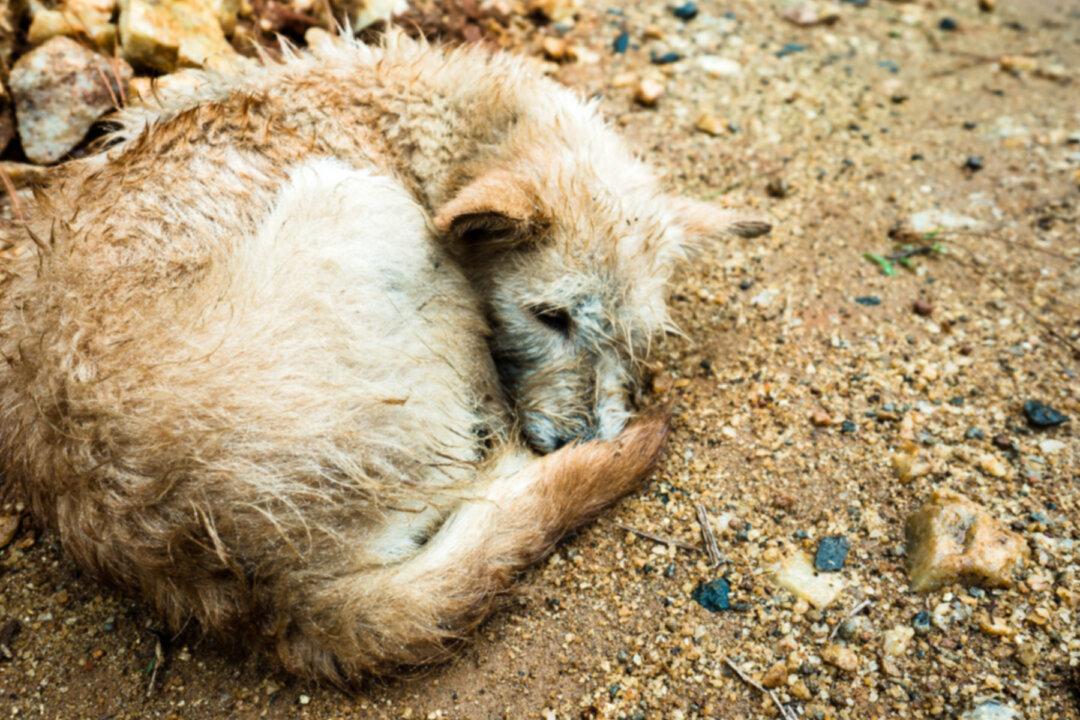 Dog’s Eye Was Gouged Out, and She Was Left for Dead by Cruel Attacker–Until Rescuers Restore Her Spirit