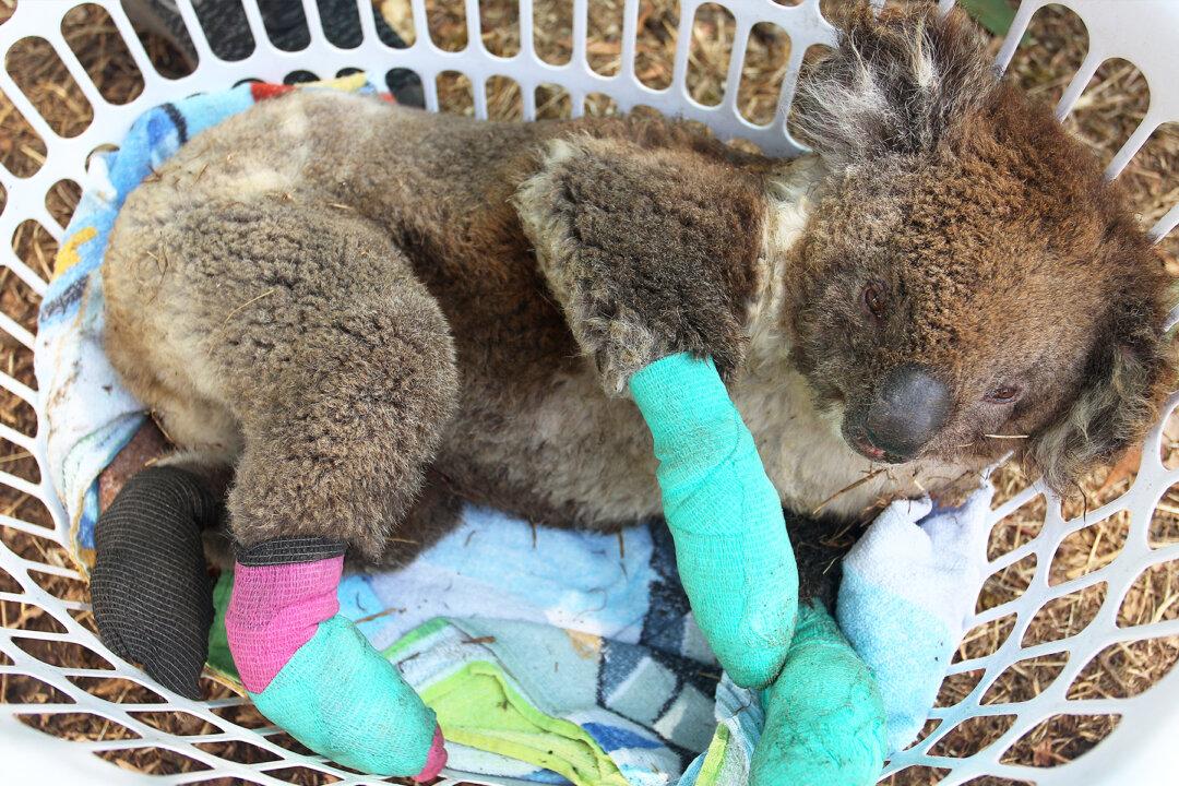 Koala With Four Badly Burned Paws Saved From Bushfires Celebrates With Eucalyptus Feast at Shelter