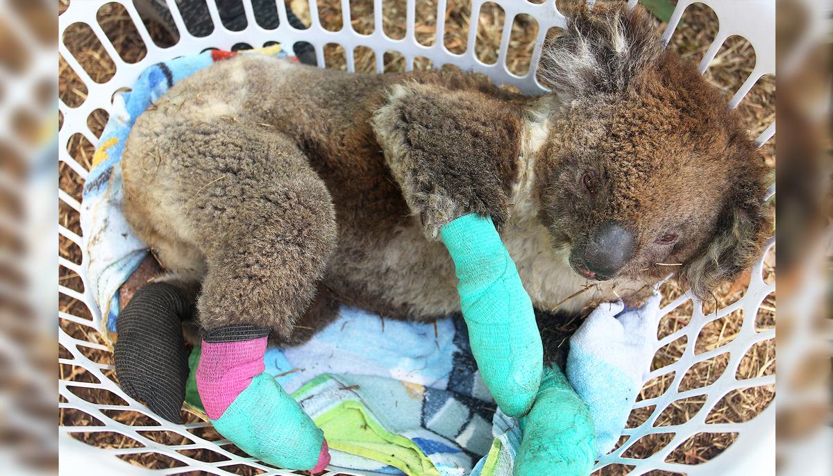 Koala With Four Badly Burned Paws Saved From Bushfires Celebrates With Eucalyptus Feast at Shelter