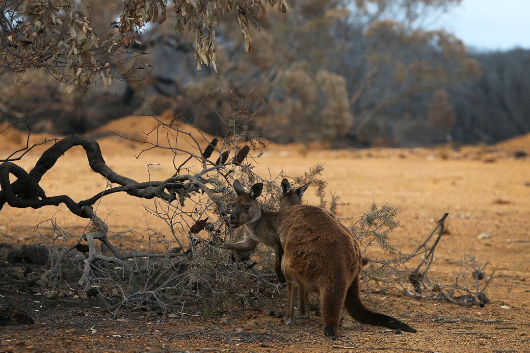 Australia Airdrops 2,000lbs of Carrots Over Fire-Ravaged Forests to Feed Starving, Endangered Wallabies