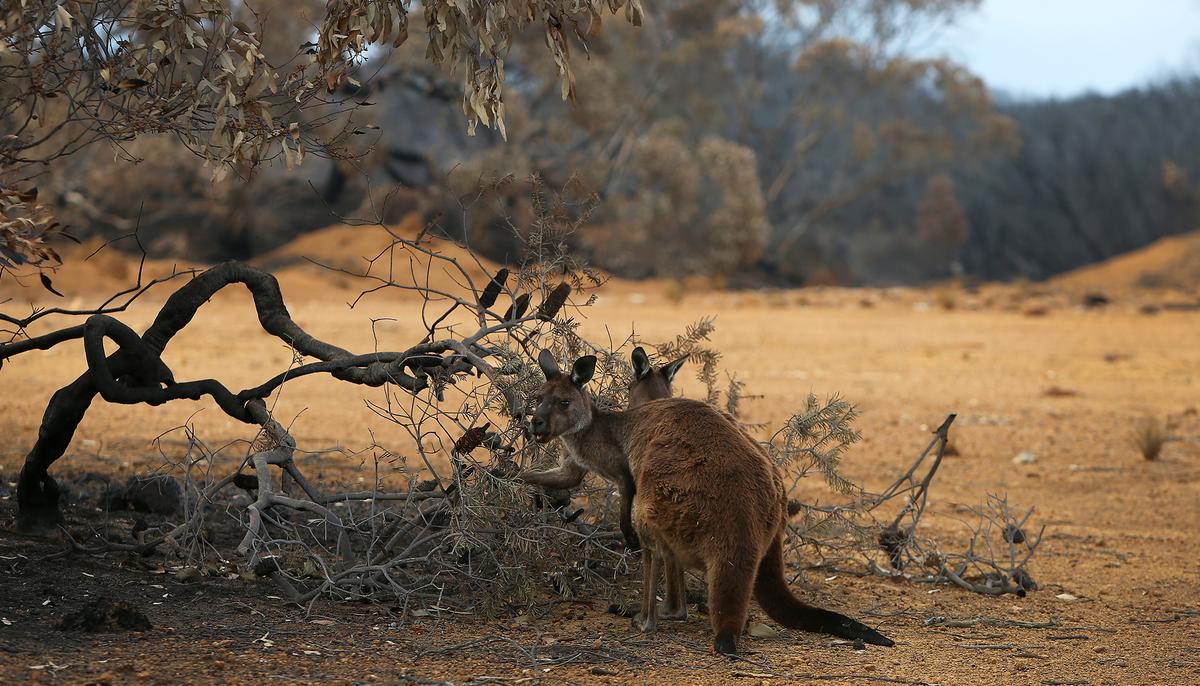 Australia Airdrops 2,000lbs of Carrots Over Fire-Ravaged Forests to Feed Starving, Endangered Wallabies