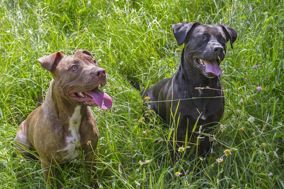 Veteran Tears Up on Reuniting With Dogs That Were Sheltered After He Was Hospitalized