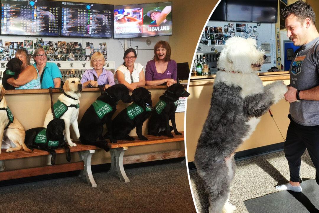 The World’s First and Only ‘Dog Tap House’ Offers Homeless Dogs for Adoption While You Wet Your Whistle