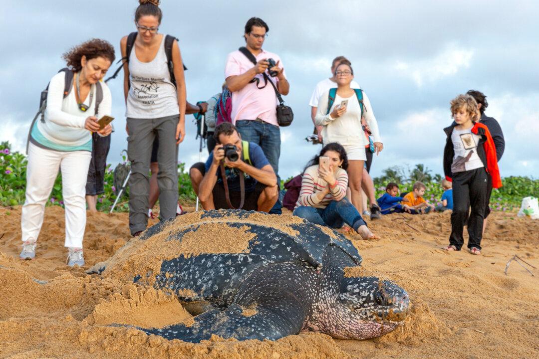 First Leatherback Turtle of 2020 Lays Its Eggs on Thailand Beach
