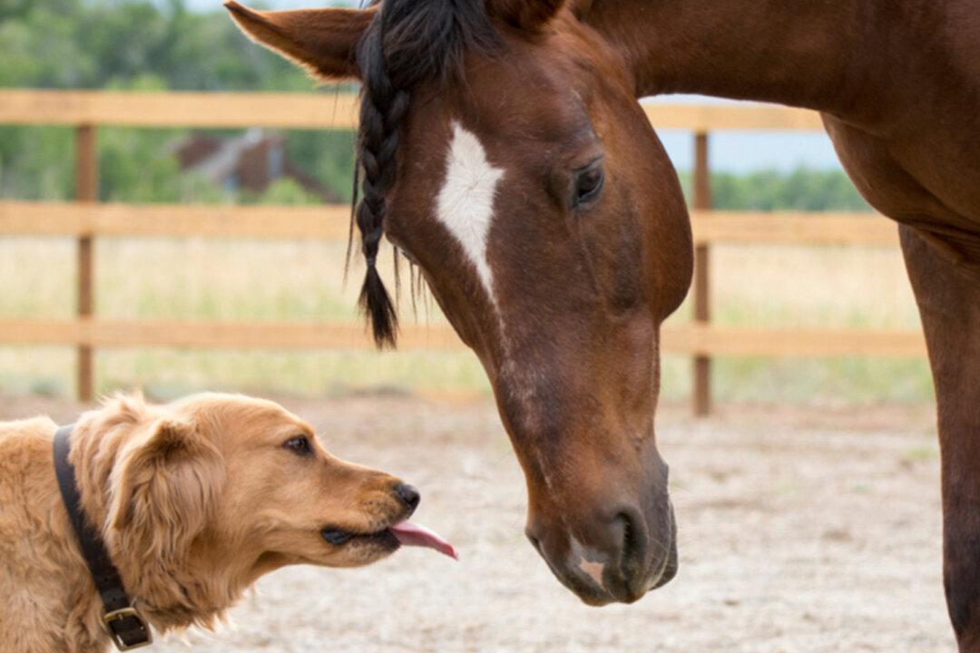Golden Retriever Befriends Emaciated Horse, Plays Important Role in Healing Him Back to Health