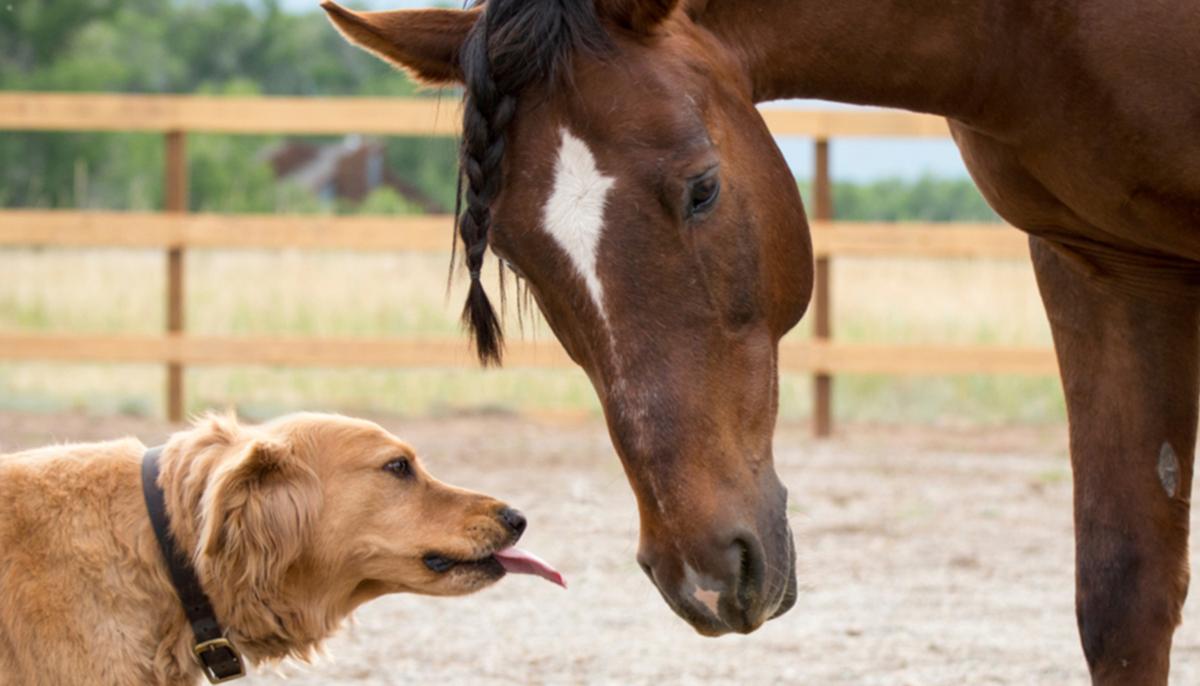 Golden Retriever Befriends Emaciated Horse, Plays Important Role in Healing Him Back to Health