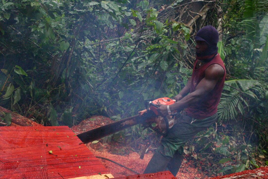 Activists, Experts Concerned About China’s Deforestation Activities in Africa