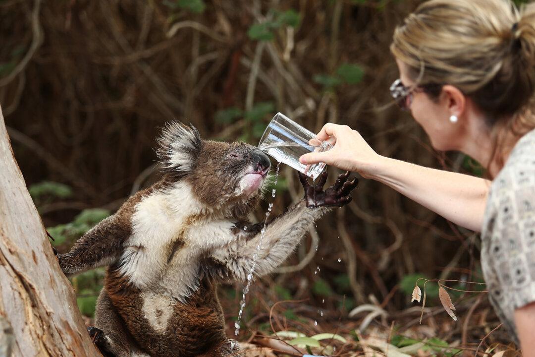 Video of Koala & Dog Sharing a Drink in Backyard Offers Comfort Amidst Australia’s Bushfire Crisis