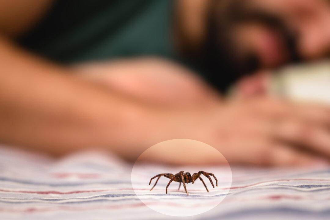 Terrifying New Spider With Toxic, Skin-Rotting Bite That Likes to Lurk in Clothing Discovered in Mexico