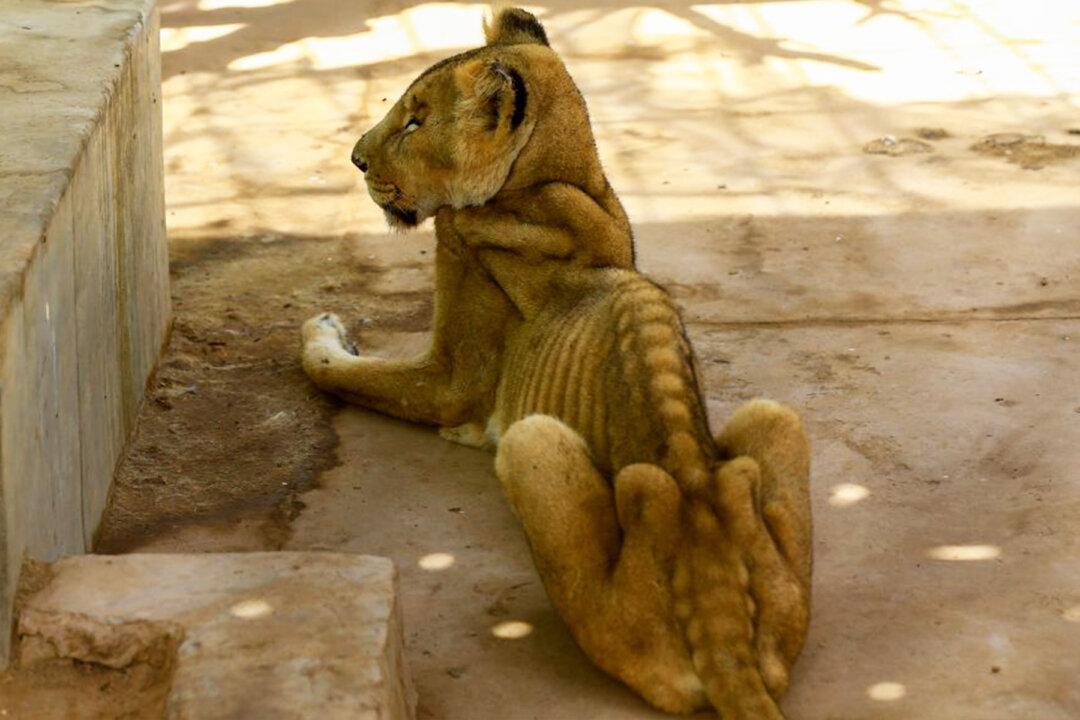 Shocking Images of Emaciated Lions in Sudanese Zoo Sparks Campaign to Save the Animals