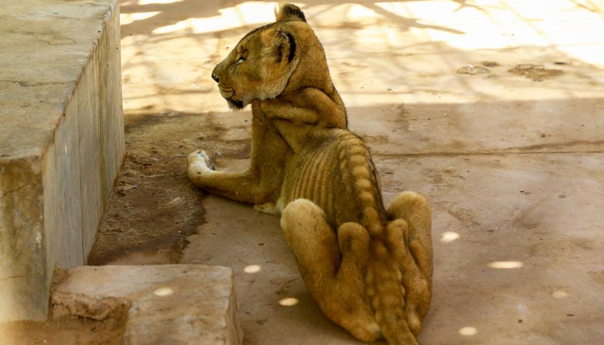 Shocking Images of Emaciated Lions in Sudanese Zoo Sparks Campaign to Save the Animals