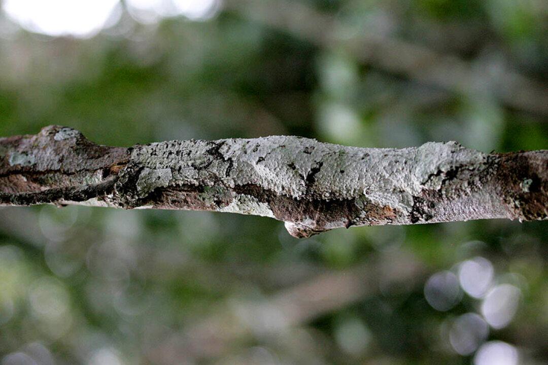 Masters of Camouflage: 5 Creatures That Are Skilled in Concealing Themselves in Nature
