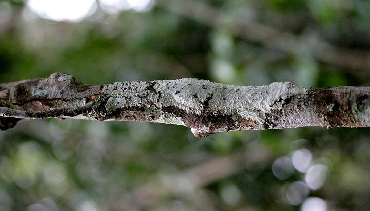 Masters of Camouflage: 5 Creatures That Are Skilled in Concealing Themselves in Nature