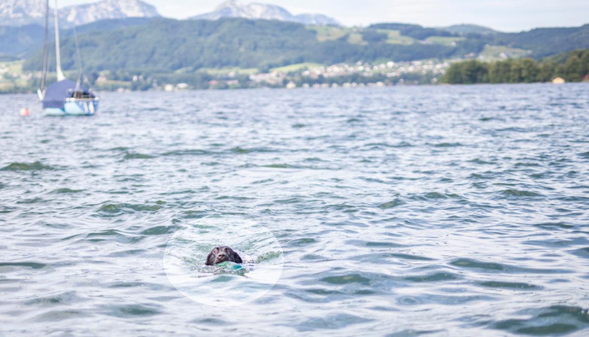 ‘It Was Very Emotional’: Dog Tied to a Rock and Thrown Into Freezing River Rescued by Heroic Stranger