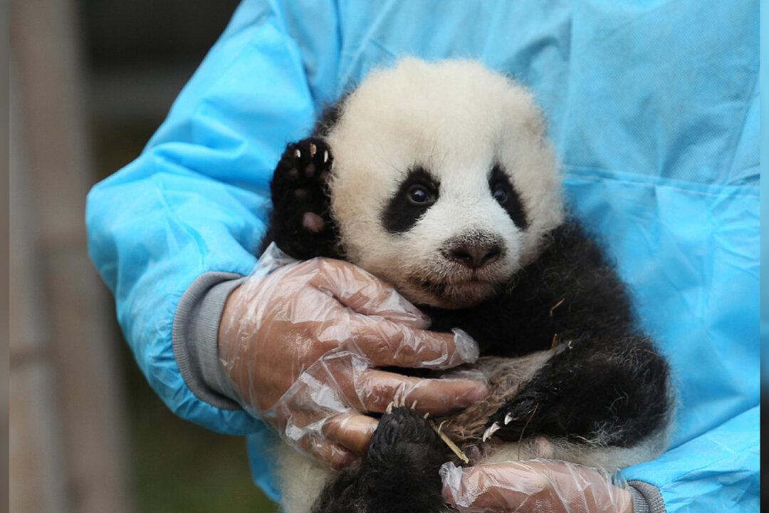 Giant Panda Mom Meets Her Baby for First Time in Taiwan Zoo, and the Video Is Totally Adorable