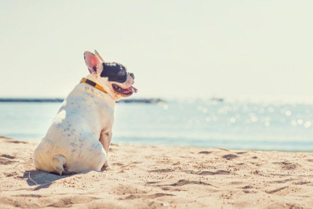 Singing Bulldog Goes Viral With Hilarious Video Cover of Josh Groban’s ‘You Raise Me Up’