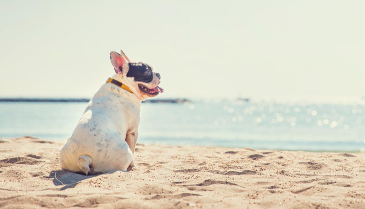 Singing Bulldog Goes Viral With Hilarious Video Cover of Josh Groban’s ‘You Raise Me Up’