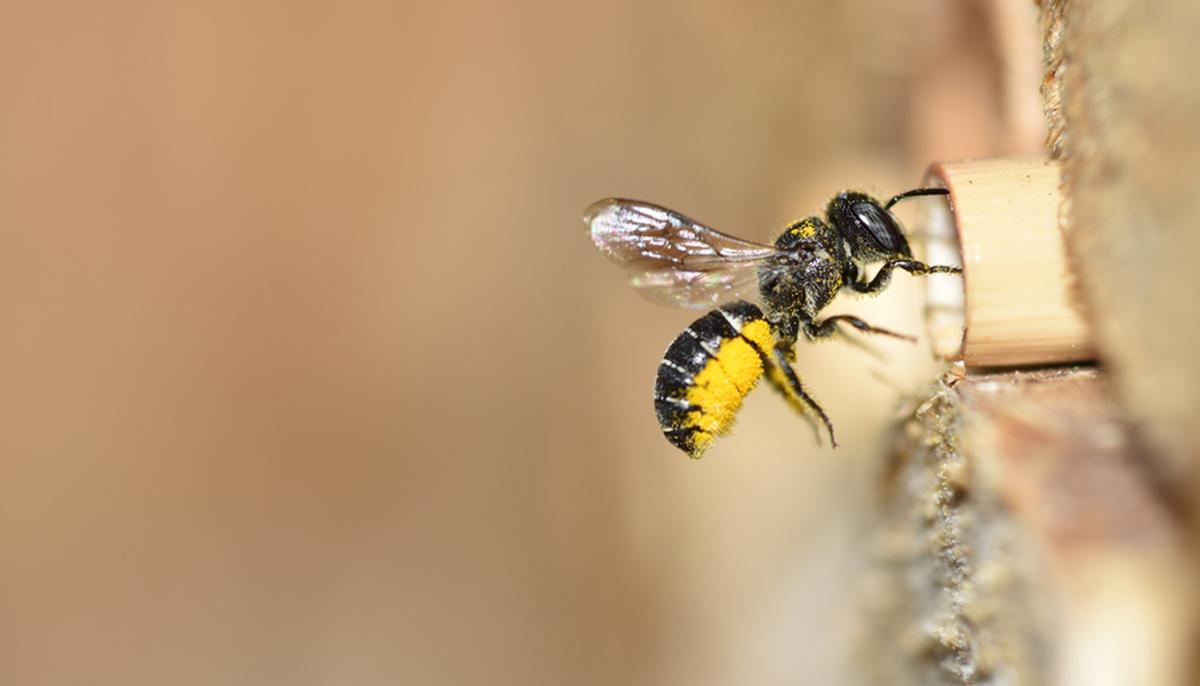 McDonald’s Installs ‘Bee Hotels’ Into Their Billboards to Help Dwindling Bee Populations in Sweden