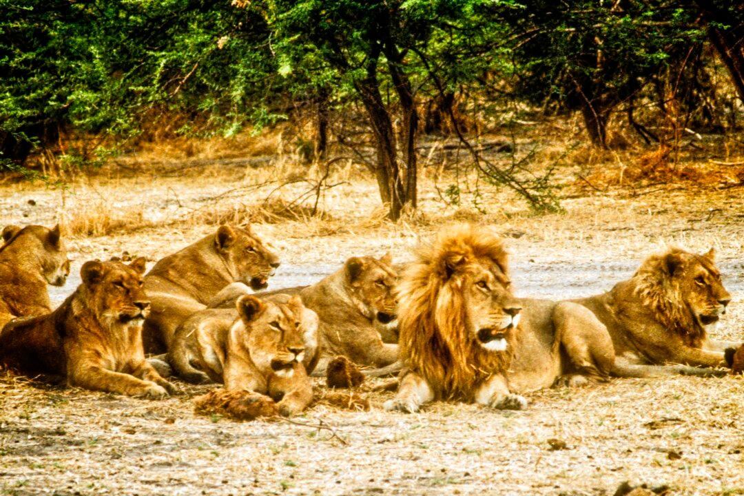 Experiencing Africa in the Wild: A ‘Five-Star Adventure’ in Botswana