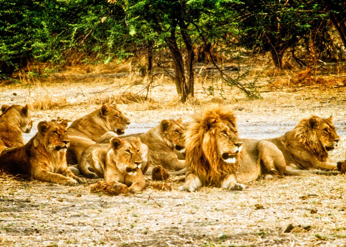 Experiencing Africa in the Wild: A ‘Five-Star Adventure’ in Botswana