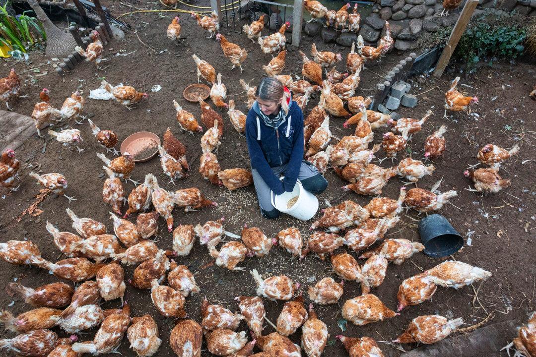Woman Saves 4,000 Chickens From Slaughter After Raising Over $3,000 in 36 Hours